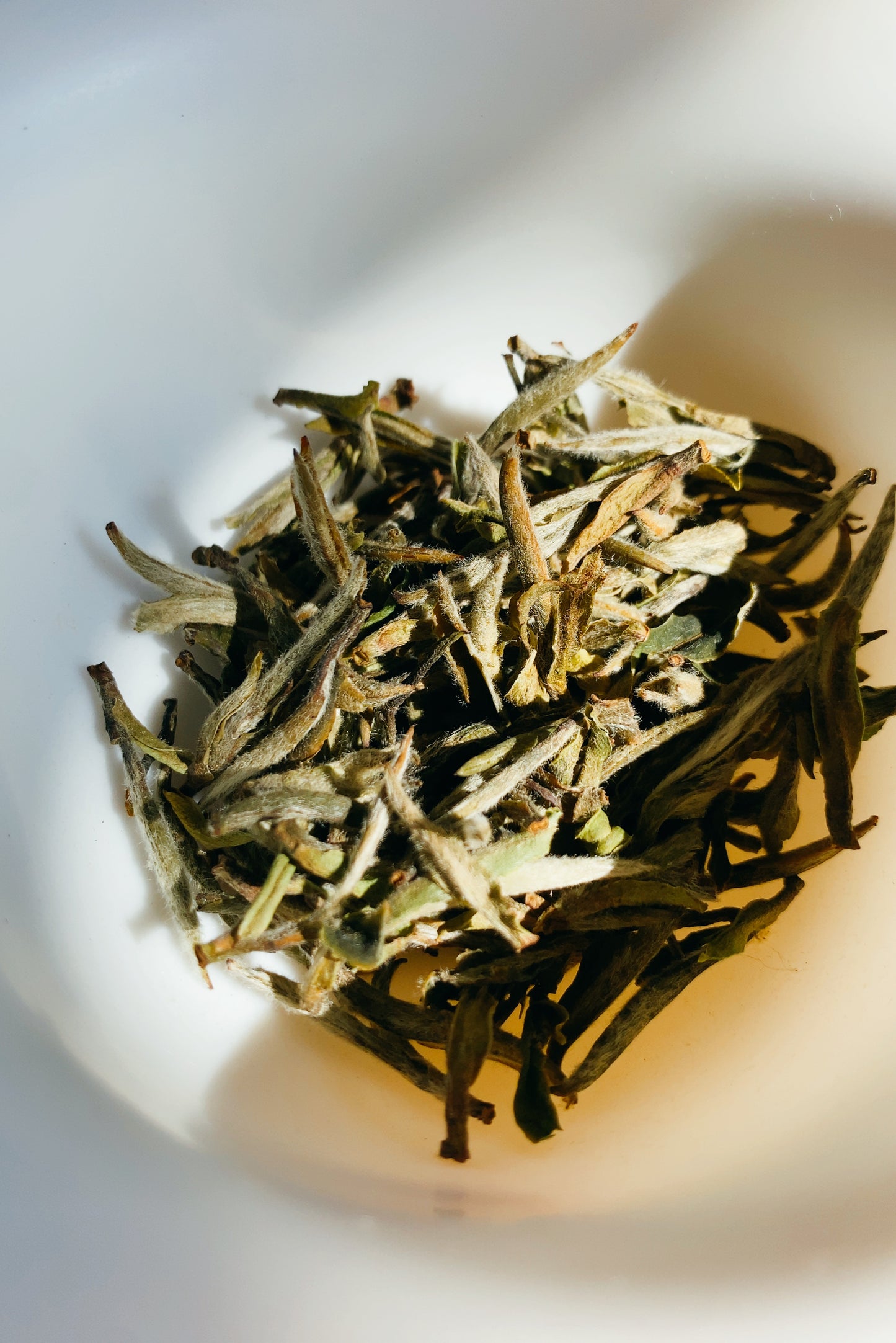 白毫銀針______________________ Sliver Needle